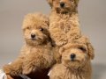 Sevimli oyuncu maltipoo lar 