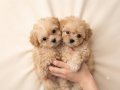 Sevimli oyuncu maltipoo lar 