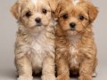 Sevimli oyuncu maltipoo lar 