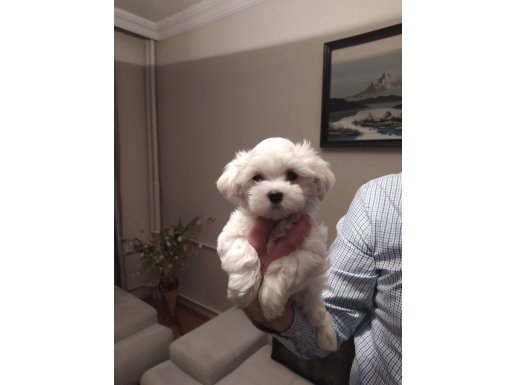 Minik prensimiz yeni yuvasını arıyor