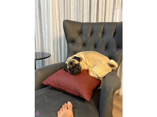 Pug erkek 1 yaş