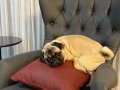 Pug erkek 1 yaş