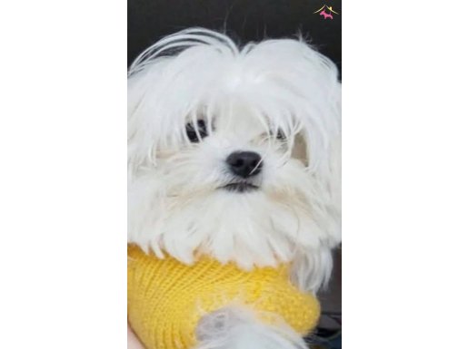 LOKUMMM KORE MALTESE KIZIMMMM