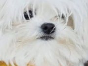 LOKUMMM KORE MALTESE KIZIMMMM