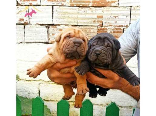 BURUŞUK SHARPEİ YAVRULARI JOKER PETSHOP TA