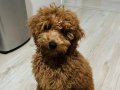 Sevimli toy poodle yavrumuz