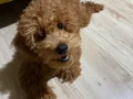 Sevimli toy poodle yavrumuz