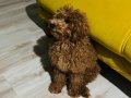 Sevimli toy poodle yavrumuz