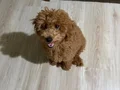 Sevimli toy poodle yavrumuz