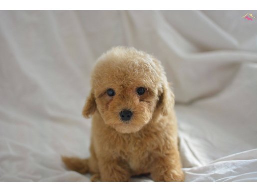 BU KALİTEDE MALTİPOO YOK