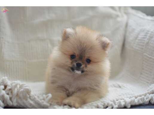 POMERİAN BEBEKLER