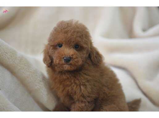 MİNİCİK TOY POODLE BEBEKLER