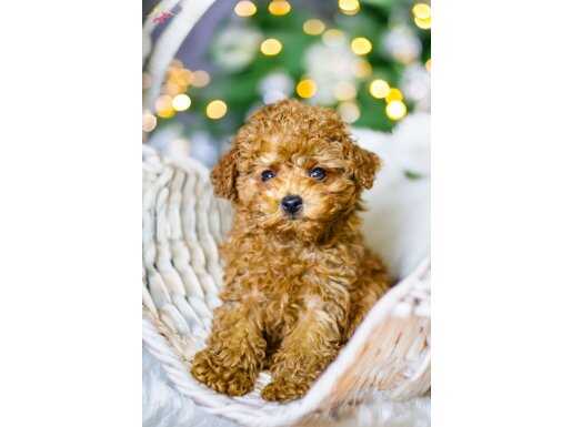 YENİ YILDA YENİ BİR DOST EDİNİN