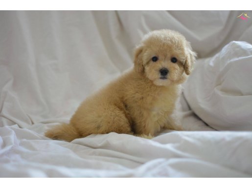 MÜKEMMEL MALTİPOO BEBEKELER YENİ YILDA SİZLERLE