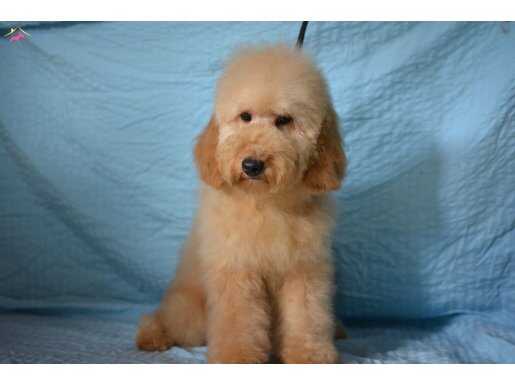 YENİ YILA DEV BİR DOODLE İLE GİRİN