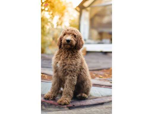 DEV LABRADOODLE YAVRULAR-SAĞLIKLI, MİKROÇİPLİ, FATURALI