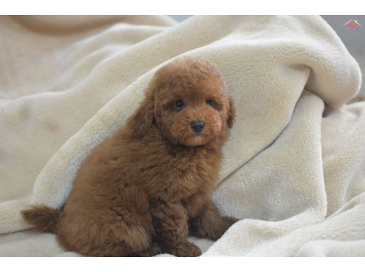 MİNİK TOY POODLE, BÜYÜK MUTLULUK