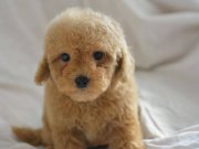 BU KALİTEDE MALTİPOO YOK