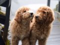 DEV LABRADOODLE YAVRULAR-SAĞLIKLI, MİKROÇİPLİ, FATURALI