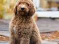 DEV LABRADOODLE YAVRULAR-SAĞLIKLI, MİKROÇİPLİ, FATURALI