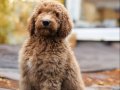 DEV LABRADOODLE YAVRULAR-SAĞLIKLI, MİKROÇİPLİ, FATURALI