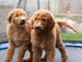 DEV LABRADOODLE YAVRULAR-SAĞLIKLI, MİKROÇİPLİ, FATURALI