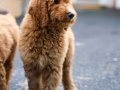 DEV LABRADOODLE YAVRULAR-SAĞLIKLI, MİKROÇİPLİ, FATURALI