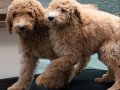 DEV LABRADOODLE YAVRULAR-SAĞLIKLI, MİKROÇİPLİ, FATURALI