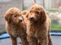 DEV LABRADOODLE YAVRULAR-SAĞLIKLI, MİKROÇİPLİ, FATURALI