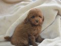MİNİK TOY POODLE, BÜYÜK MUTLULUK