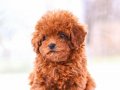MİKROÇİPLİ POODLE BEBEKLER