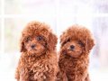 MİKROÇİPLİ POODLE BEBEKLER