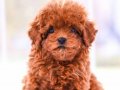 MİKROÇİPLİ POODLE BEBEKLER