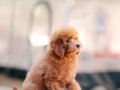 BU KALİTEDE TOY POODLE VAR MI?