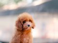 BU KALİTEDE TOY POODLE VAR MI?