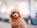 BU KALİTEDE TOY POODLE VAR MI?