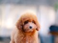 BU KALİTEDE TOY POODLE VAR MI?