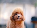 BU KALİTEDE TOY POODLE VAR MI?