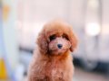 BU KALİTEDE TOY POODLE VAR MI?