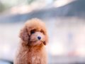 BU KALİTEDE TOY POODLE VAR MI?
