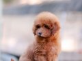 BU KALİTEDE TOY POODLE VAR MI?