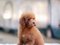 BU KALİTEDE TOY POODLE VAR MI?