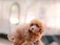 BU KALİTEDE TOY POODLE VAR MI?