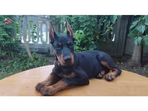Şampiyon soydan doberman yavrular 