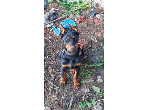 İri yapılı doberman yavrular 