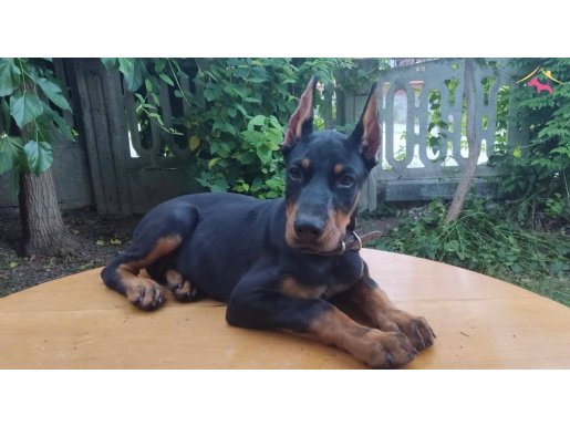 Şampiyon soydan doberman yavrular 