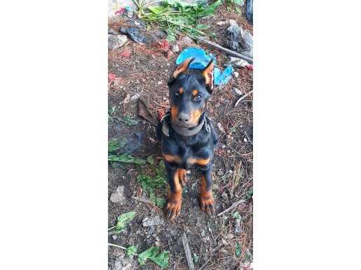 Şampiyon soydan Doberman yavrular 