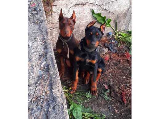 İri Yapılı Şecereli Safkan Doberman Yavruları