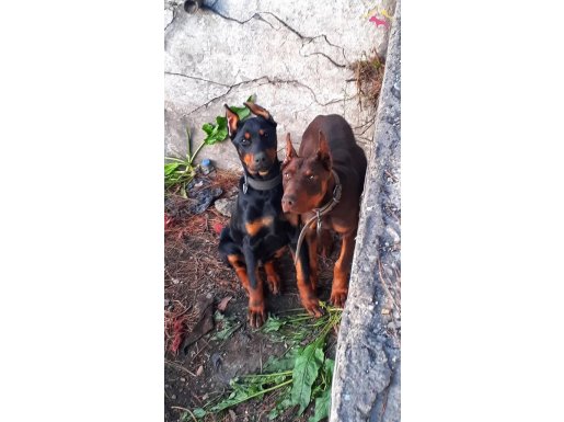 Karizmatik Genlere Sahip Asil Doberman Yavruları