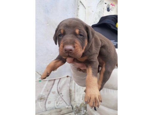 Geleceğin Koruyucusu Dev Yapılı Doberman Yavruları